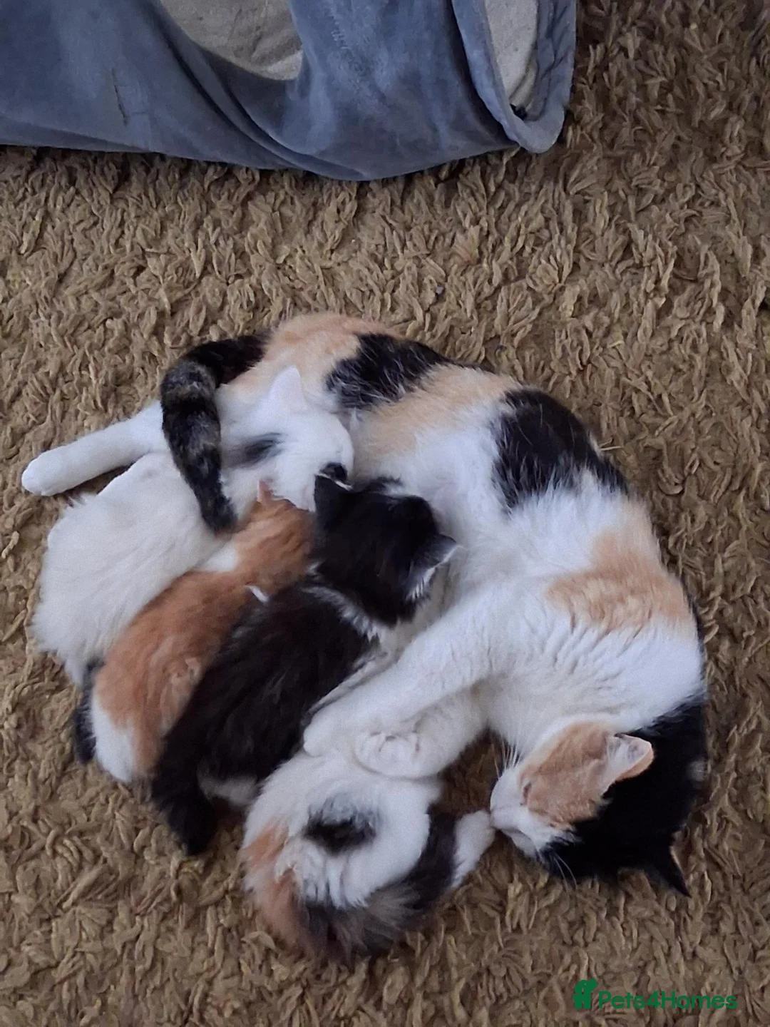 Mixed Breed cats for sale: Gorgeous  long haired kittens - Advert 1