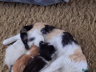 Mixed Breed cats Gorgeous long haired kittens - Advert 3