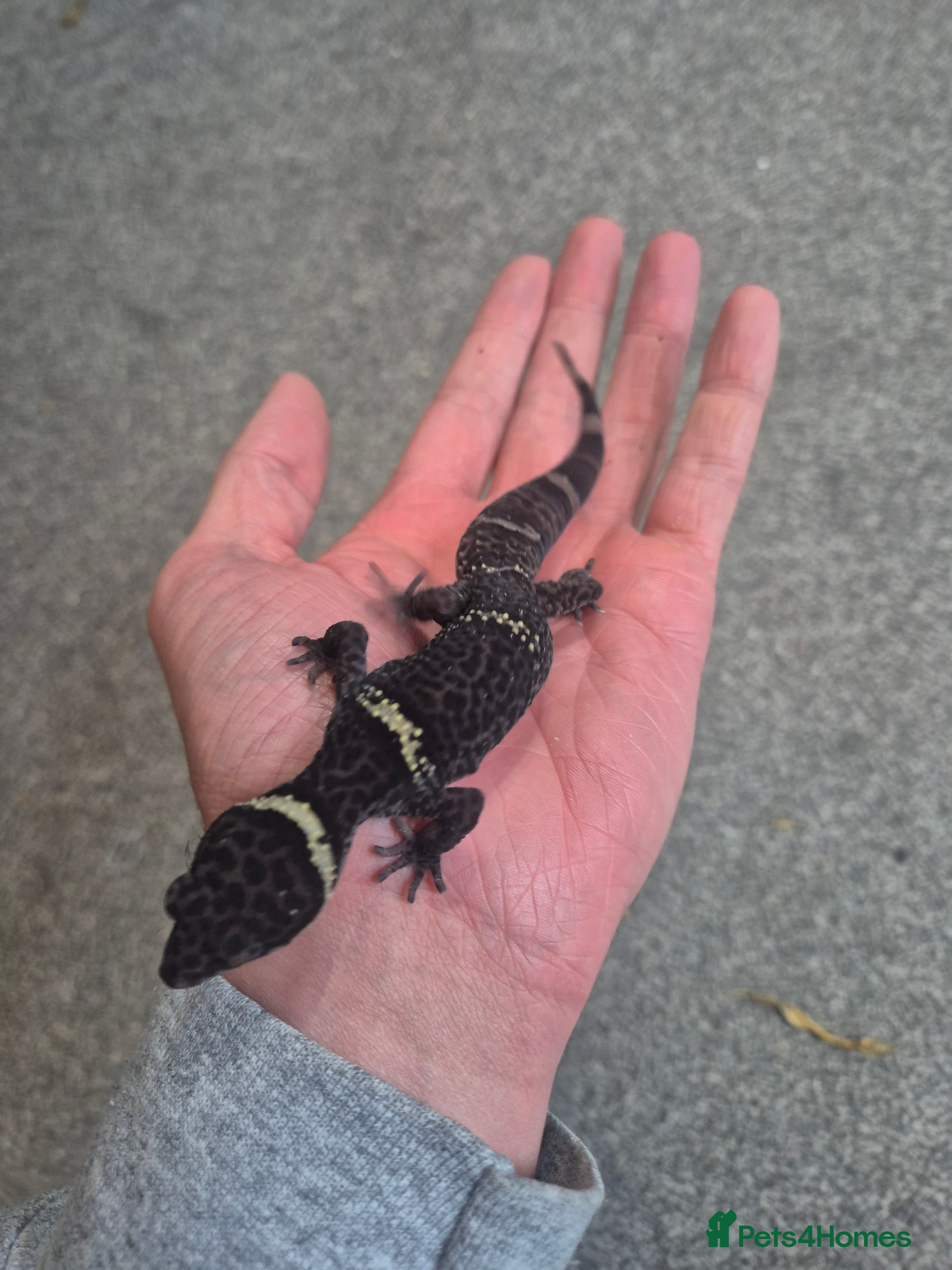 Gecko reptiles Chinese Cave Geckos - Advert 1