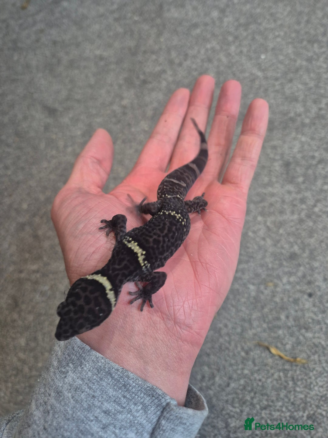 Gecko reptiles for sale: Chinese Cave Geckos - Advert 1