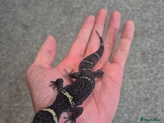 Gecko reptiles Chinese Cave Geckos - Advert 2