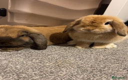 Mini Lop rabbits for sale: Mini lops for sale  - Image 4
