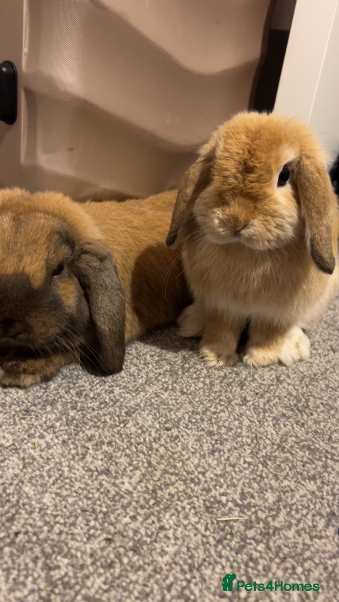 Mini Lop rabbits for sale: Mini lops for sale  - Image 4
