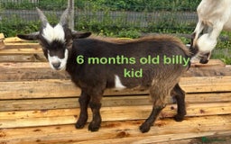 Goats livestock for sale: Nanny and billy Goats for sale - Image 6
