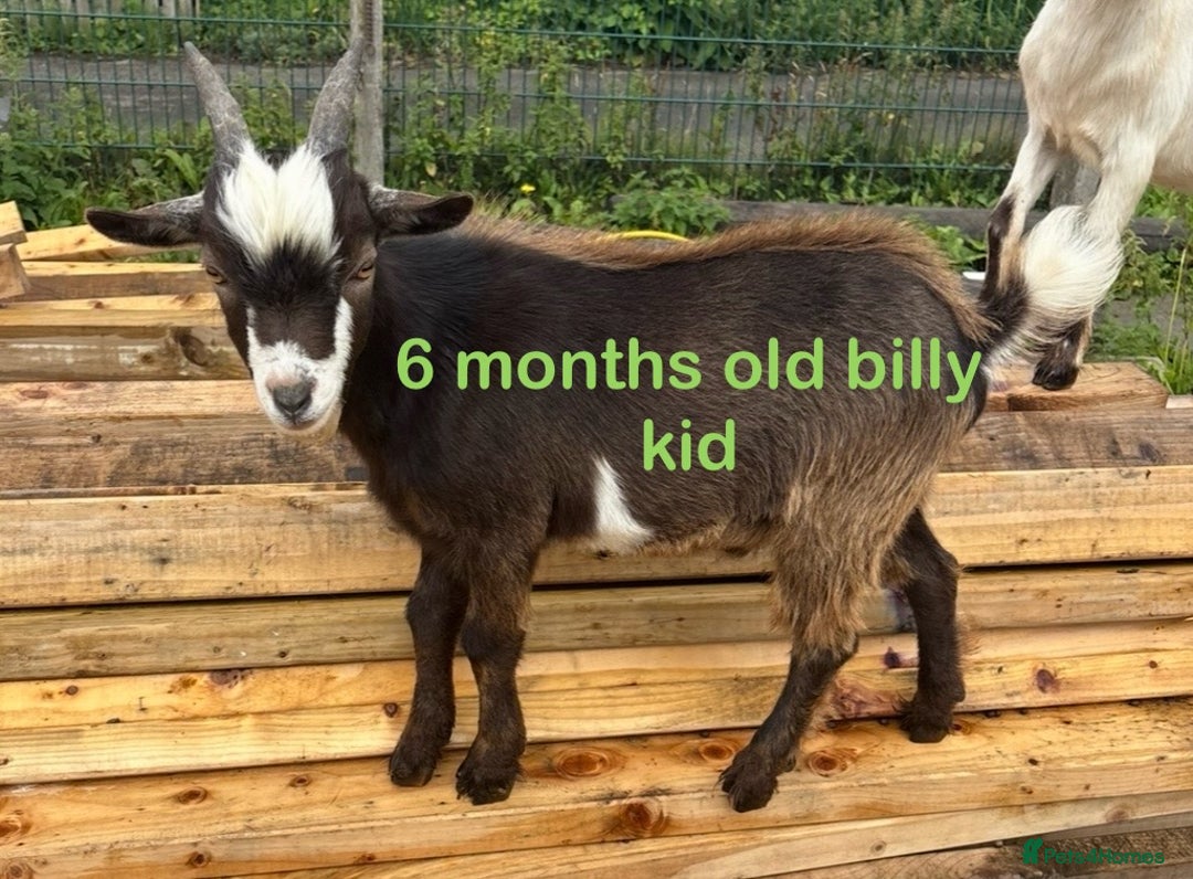 Goats livestock for sale: Nanny and billy Goats for sale - Image 6