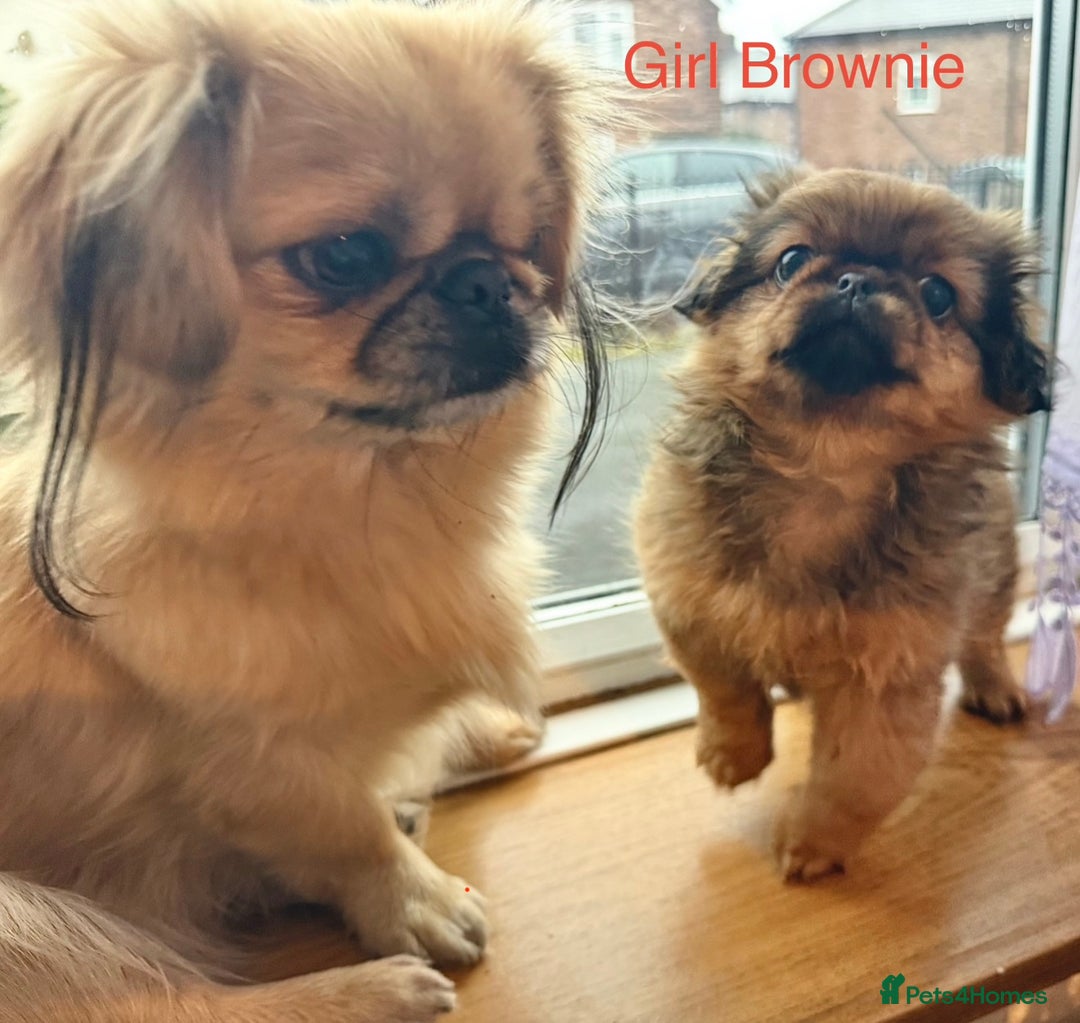 Pekingese dogs for sale: 🐾 Pekingese Puppies for Sale – 2 Girls & 1 Boy 🐾 - Advert 19