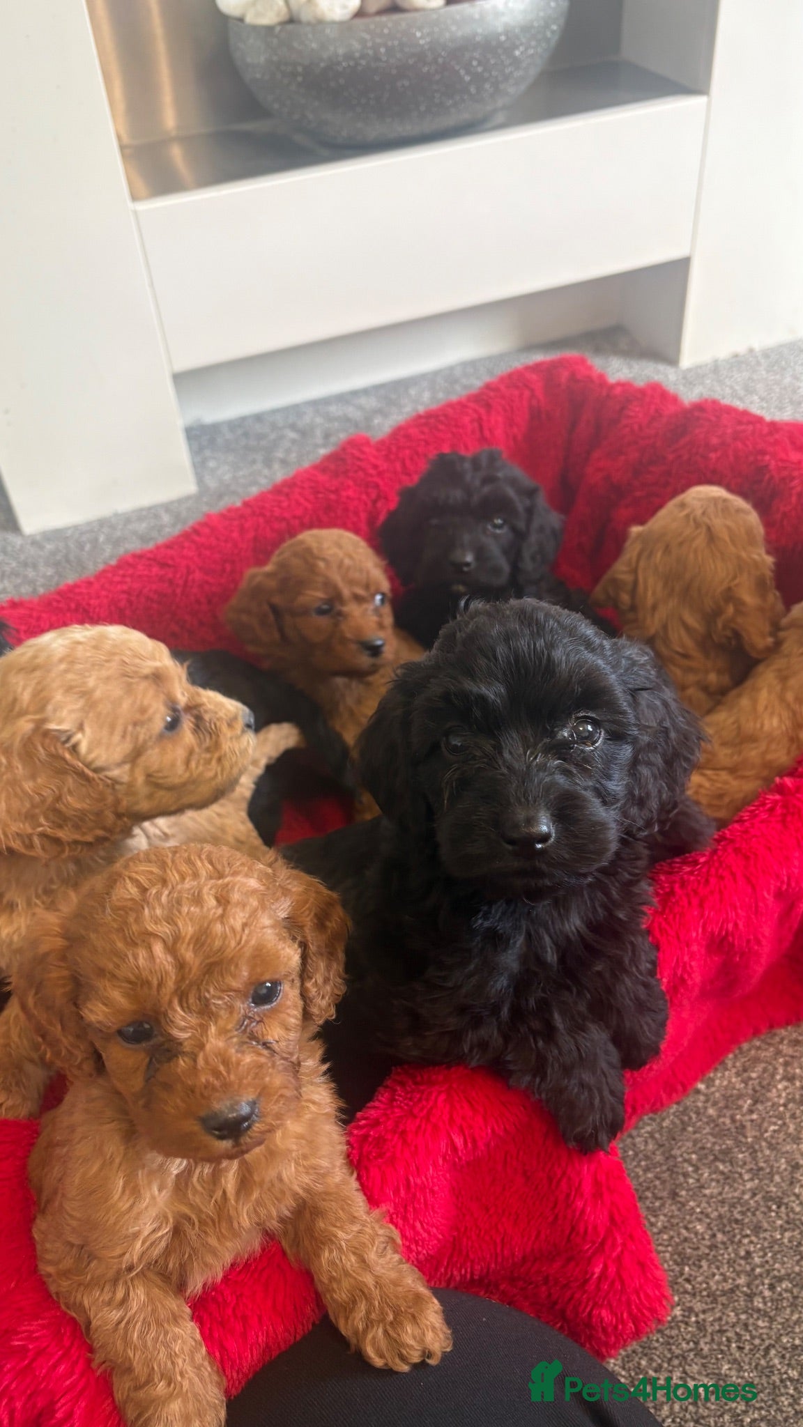 Cockapoo dogs Our Beautiful Cockepoo Puppys ❤️ - Advert 1