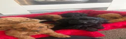 Cockapoo dogs for sale: Our Beautiful Cockapoo Puppys ❤️ - Advert 2