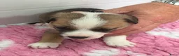 Mixed Breed dogs for sale: BORDER COLLIE and STAFF CROSS PUPPIES in Tadcaster - Advert 6