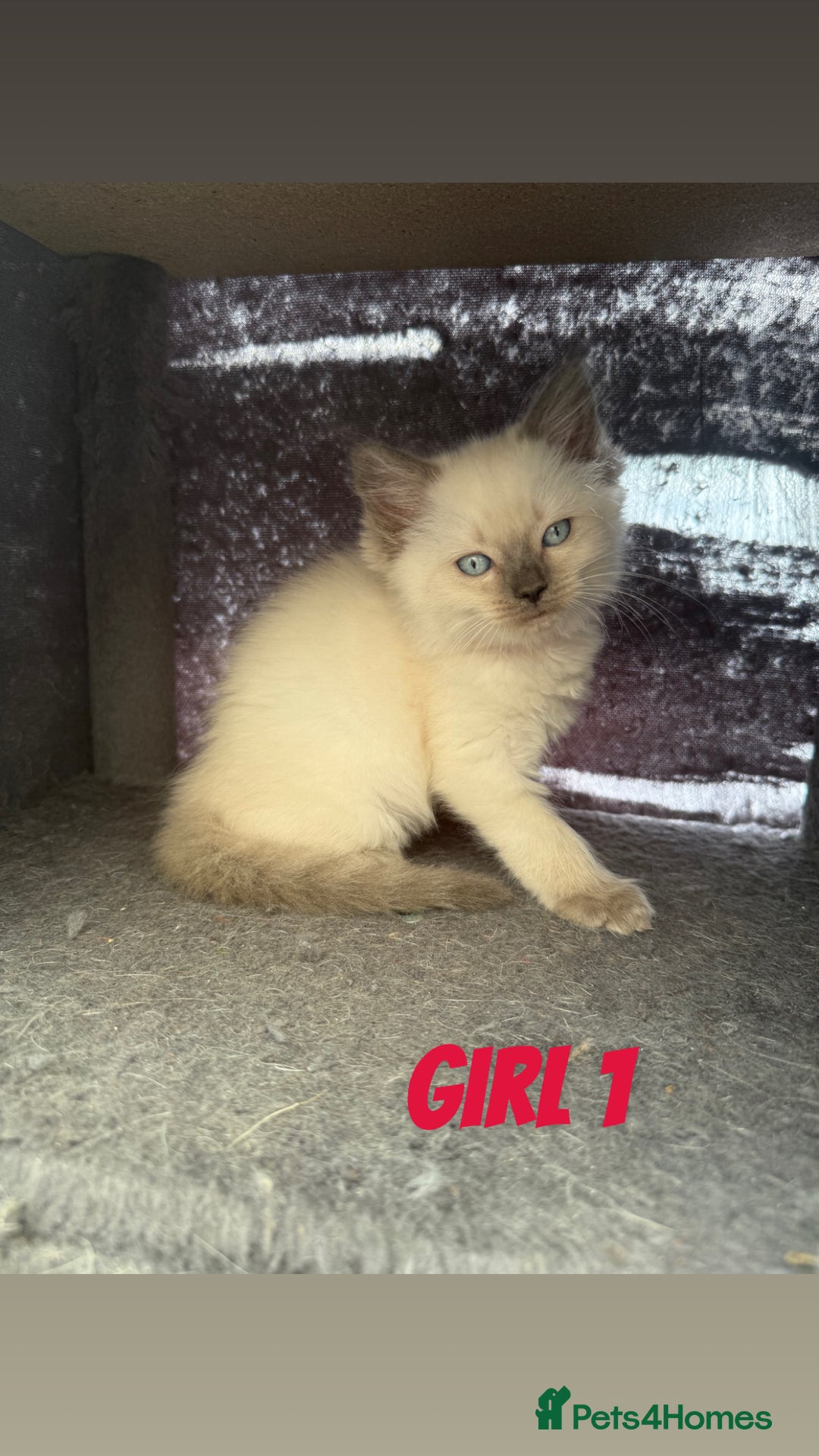 Ragdoll cats for sale: *STUNNING* litter of ragdolls  - Image 5