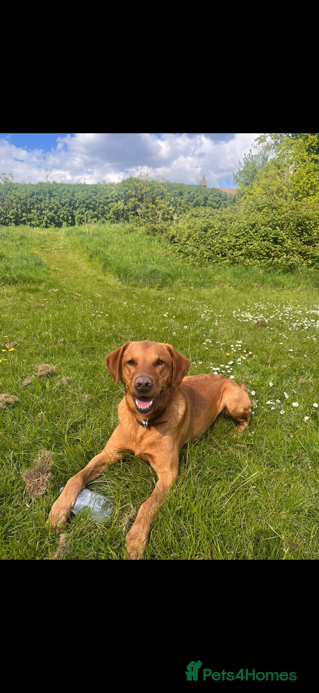 Labrador Retriever dogs for stud: Noah - Fox Red labrador pedigree -For Stud - Image 6