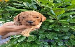 Cockapoo dogs for sale: Cockapoo F1b non moulting health tested puppies  - Image 8
