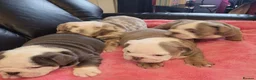 English Bulldog dogs for sale: Stunning English Bulldog Puppies  - Advert 1
