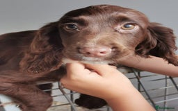 Cocker Spaniel dogs for sale: Fully vaccinated, Working type kc cocker spaniels - Image 16