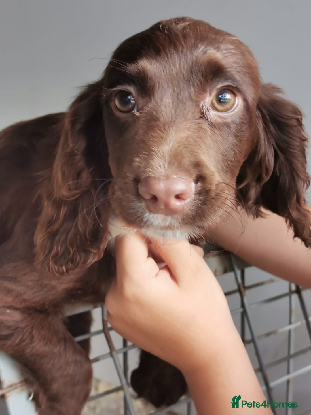Cocker Spaniel dogs for sale: Fully vaccinated, Working type kc cocker spaniels - Image 16