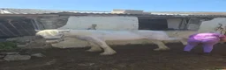 Irish Cob horses for sale: TGCA filly grey and blue - Advert 10