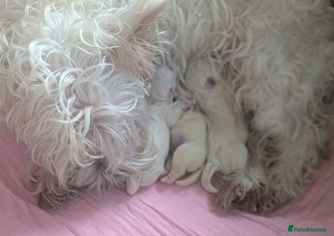 West Highland Terrier dogs for sale: Lovely puppies looking for new home. Waiting list - Advert 2
