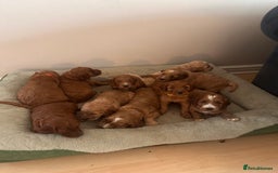 Irish Doodle dogs for sale: Gorgeous Miniature F1 Irish Doodles - Image 5