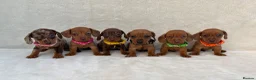 Miniature Dachshund dogs for sale: Dachshund puppies 3 boys 3 girls KC registered - Advert 6
