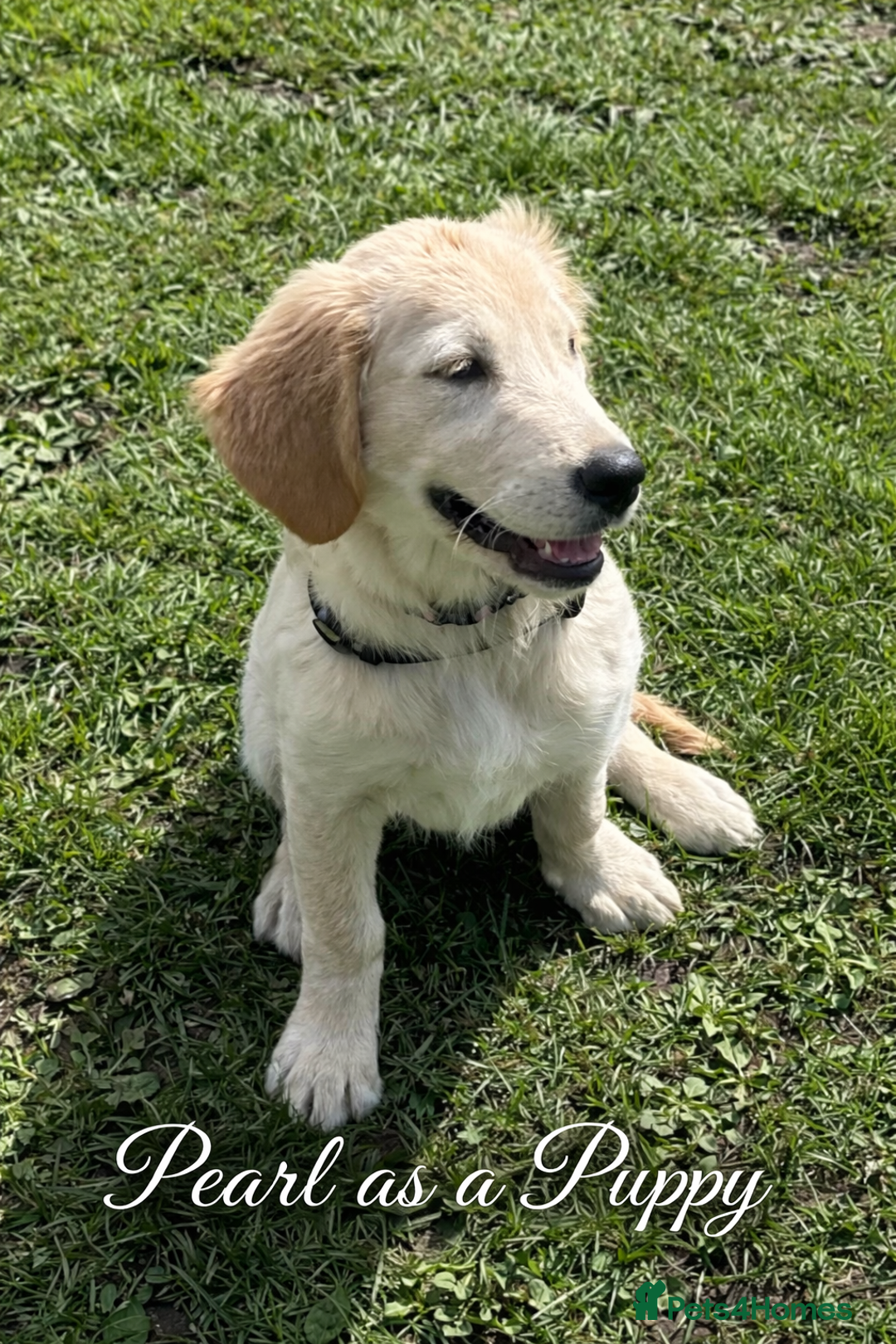 Golden Retriever dogs for sale: KC Golden Retriever Puppies - The Stranger Gang  - Advert 7