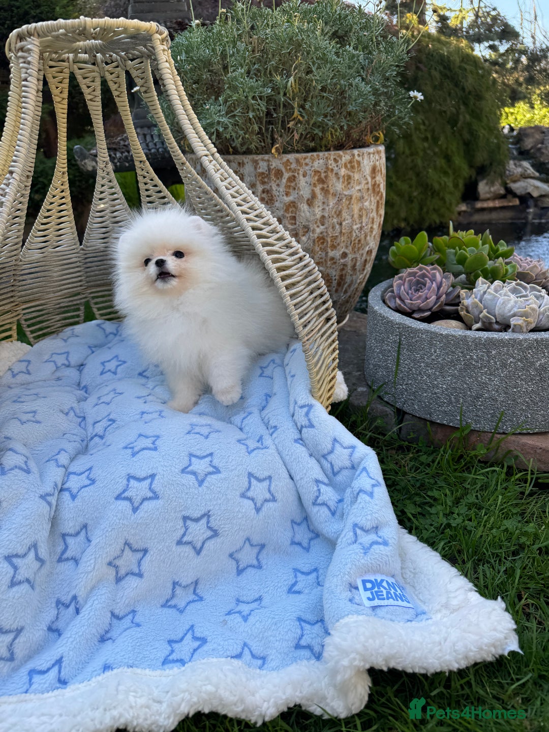 Pomeranian dogs for sale: SUPER TINY ICE WHITE POMERANIAN BOY - Image 29