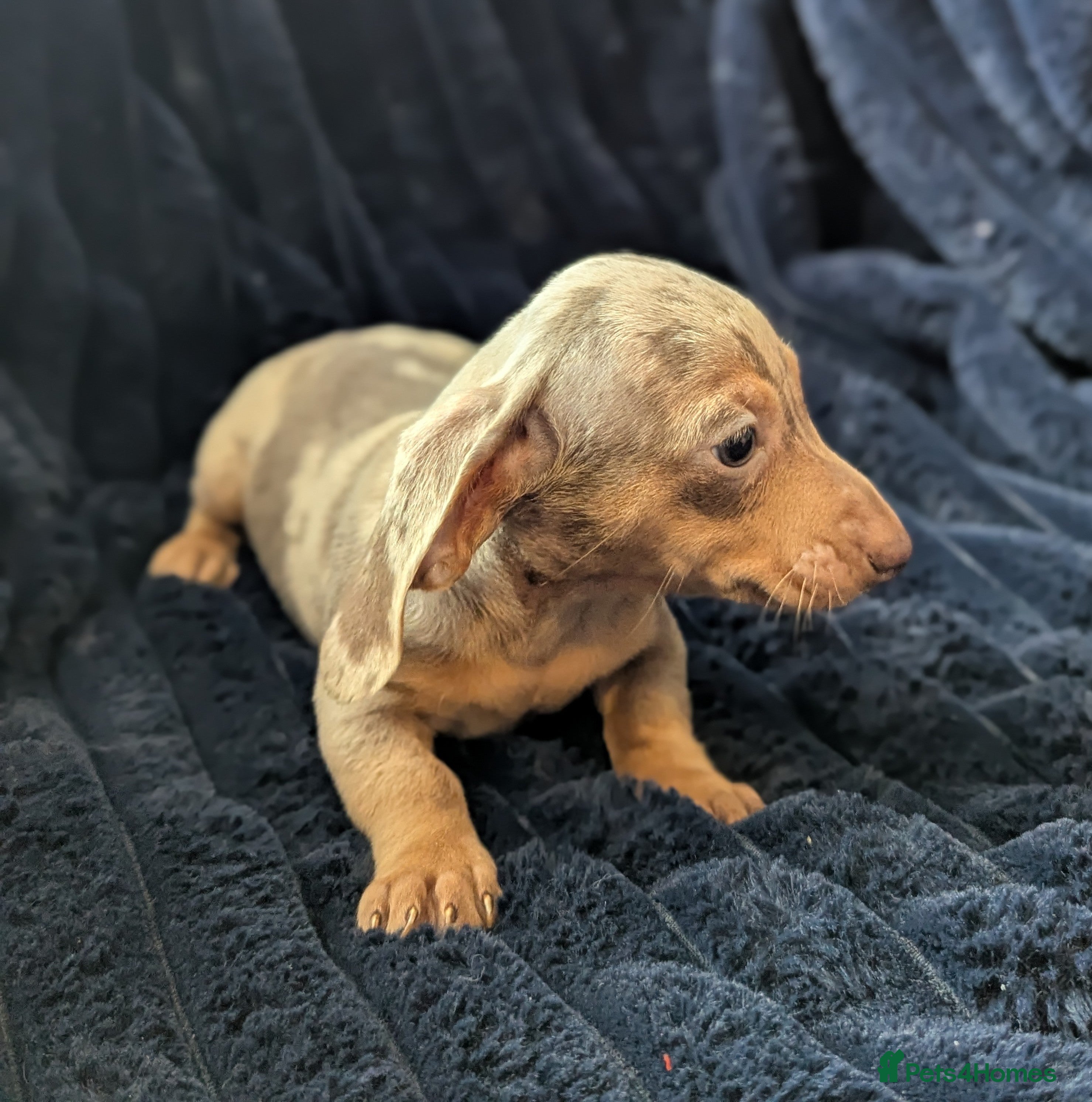 Miniature Dachshund dogs Miniature dachshund puppies  - Advert 2