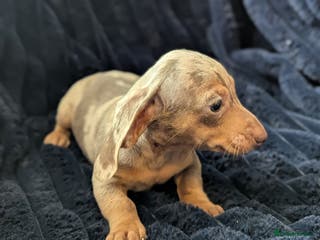 Miniature Dachshund dogs Miniature dachshund puppies - Advert 2