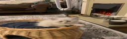 Neva Masquerade cats for sale: Neva masquerade kittens tica full ped in Derby - Advert 8