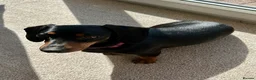 Miniature Dachshund dogs for sale: KC REG Miniature Smooth Short Haired Dachshunds - Advert 3