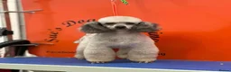 Toy Poodle dogs for sale: Meet 'Littles' - Rare Silver Tiny Toy Poodle Boy🐾 - Advert 4