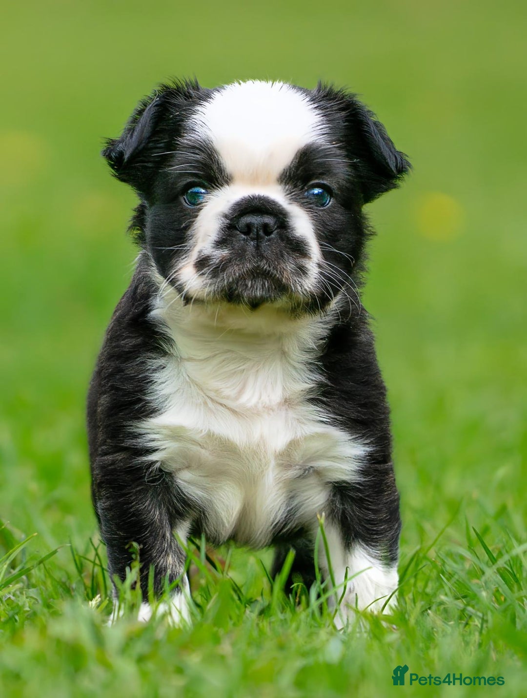 French Bulldog dogs for sale: French bulldog pups - Image 4