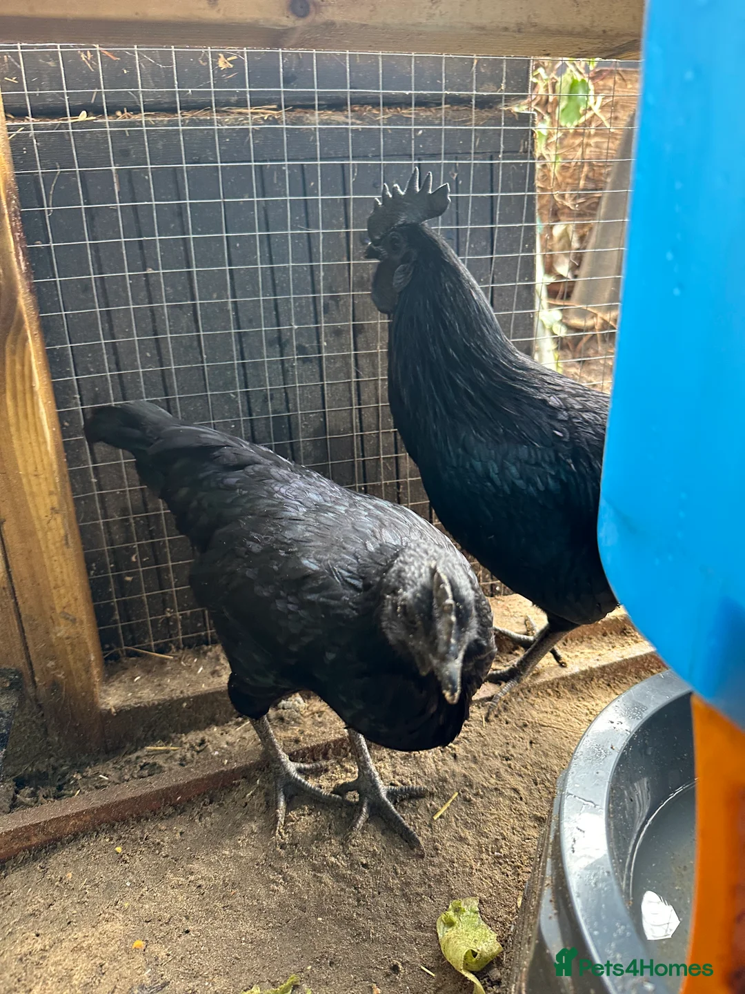 Chickens poultry for sale: ayam cemani - Advert 7
