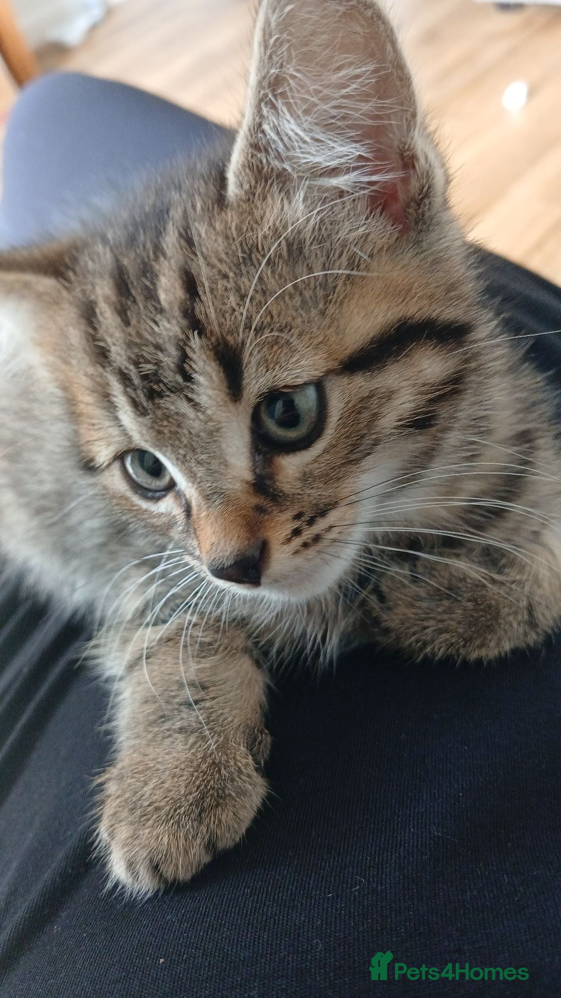 Bengal cats Beautiful Bengal mixed tabby kitten - Advert 2
