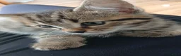 Bengal cats for sale: Beautiful Bengal mixed tabby kitten in Saint Columb - Advert 1