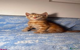 Mixed Breed cats for sale: 3 Lovely Kittens - Image 31