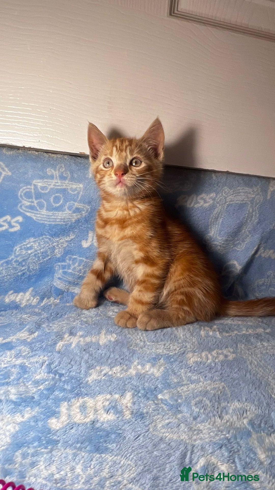 Mixed Breed cats for sale: 3 Lovely Kittens - Image 31