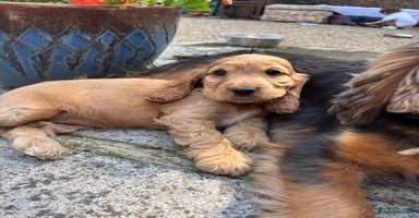 Cocker Spaniel dogs - Advert 8