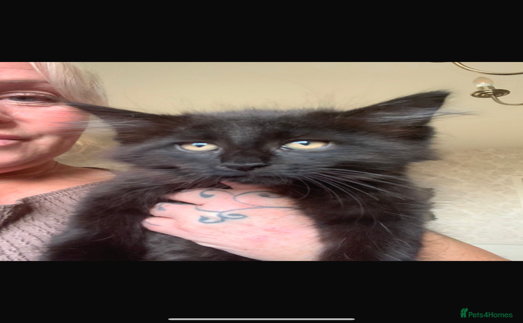 Maine Coon cats - Advert 5
