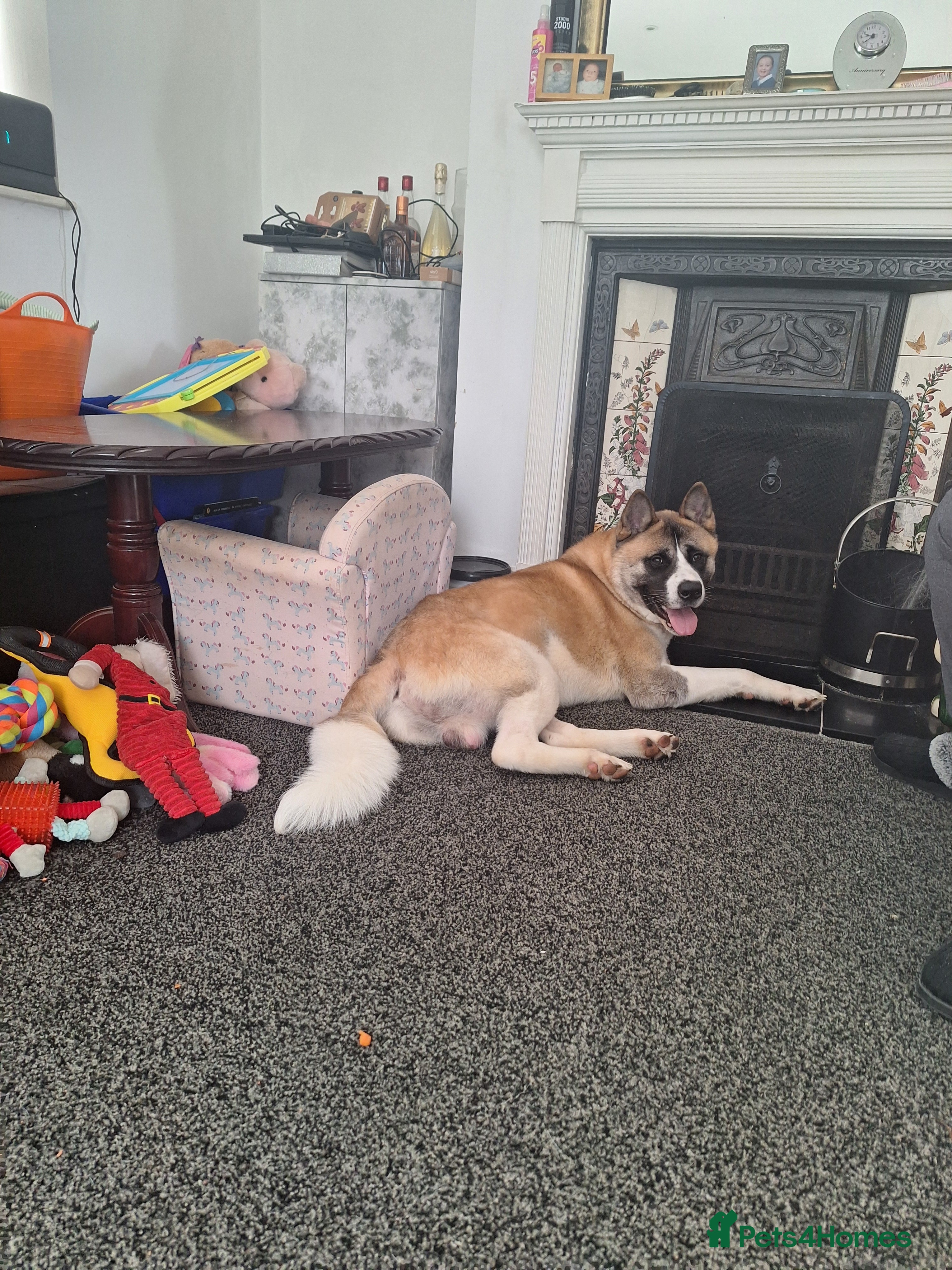 Akita dogs Bailey in Rochester - Advert 12