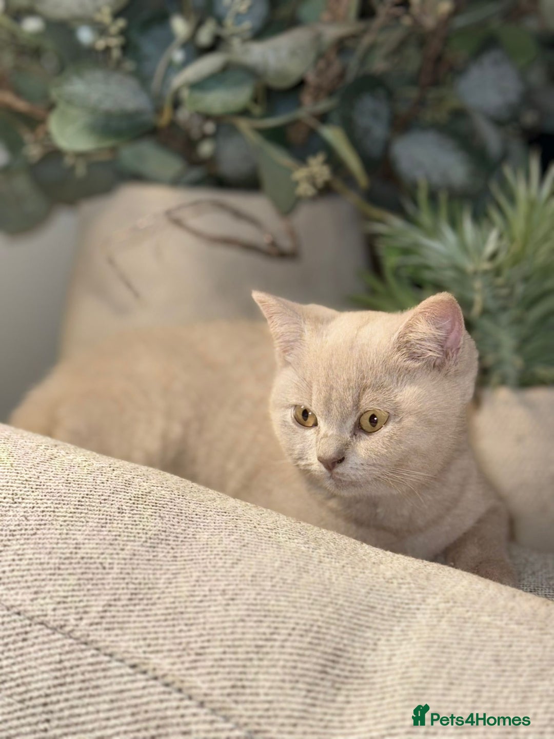 British Shorthair cats for sale: Beautiful Lilac BSH Kittens – Pedigree Parents - Advert 24