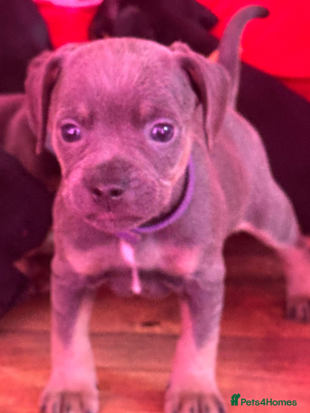 Mixed Breed dogs for sale: ONE LEFT REDUCED French wieners-Frenchie/dashhound - Image 14
