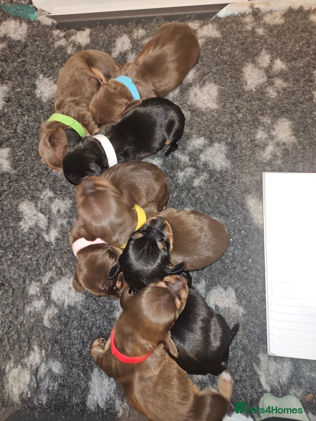 Miniature Dachshund dogs for stud: Miniature Dachshund for stud - Image 6