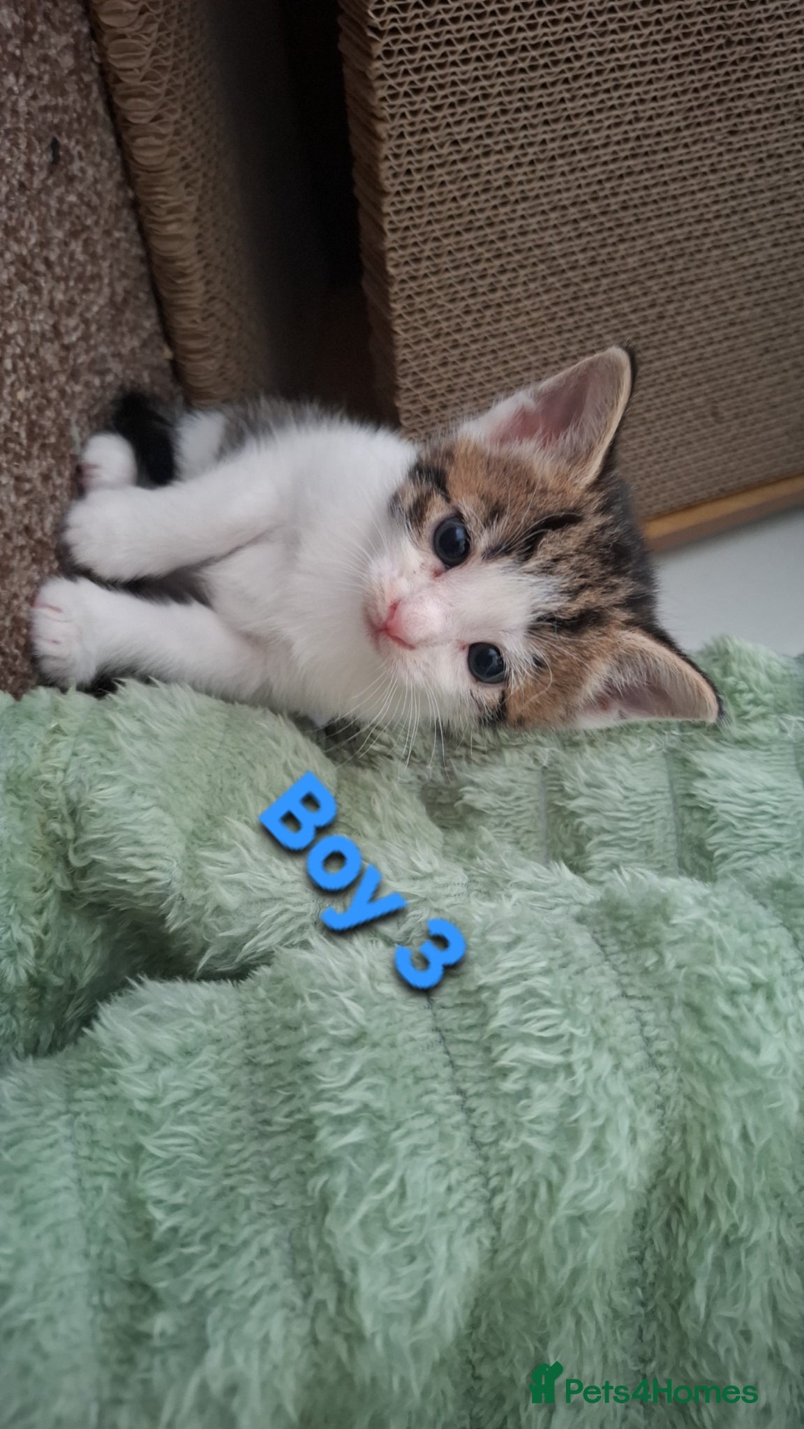 Mixed Breed cats 5 Lovely kittens looking for a home!! - Advert 18
