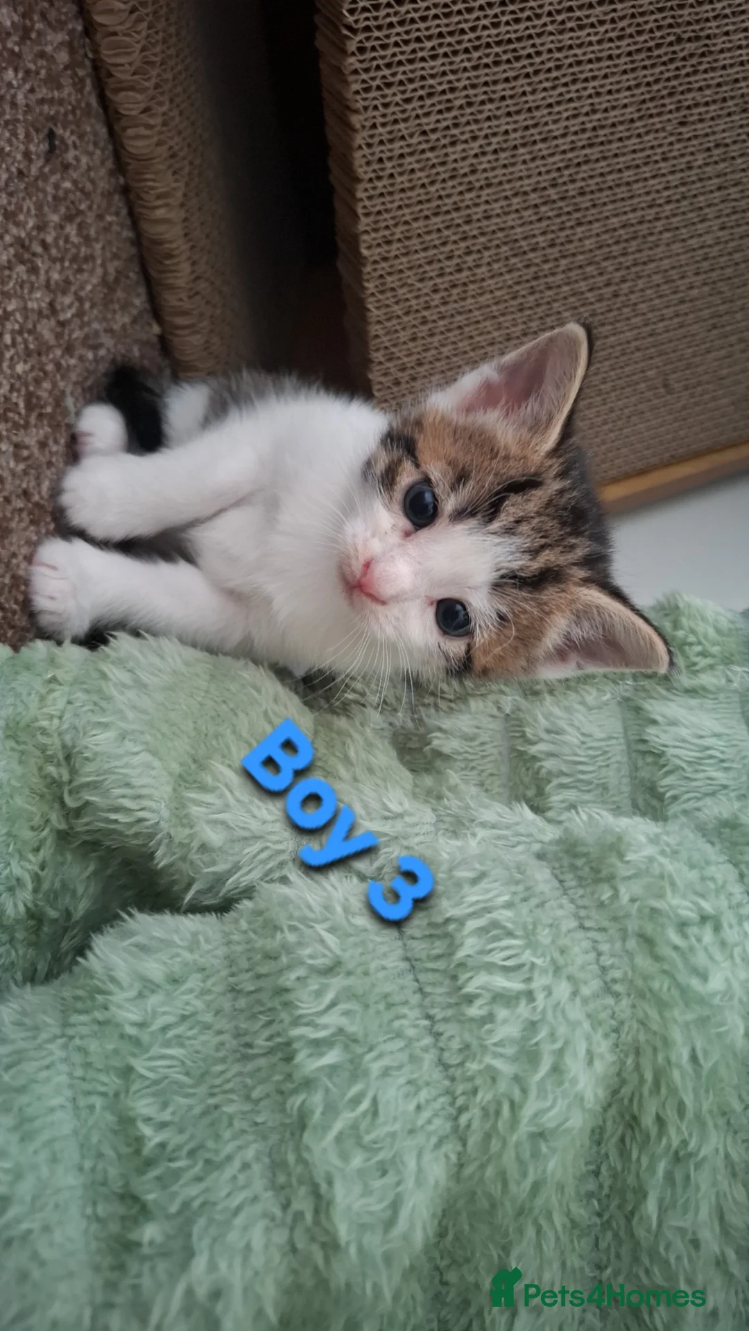 Mixed Breed cats for sale: 5 Lovely kittens looking for a home!! - Advert 2