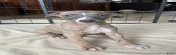 Whippet dogs for sale: Gorgeous whippet puppies for sale - Advert 10