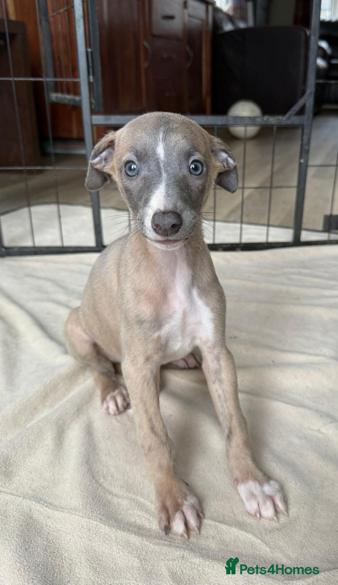 Whippet dogs for sale: Gorgeous whippet puppies for sale - Advert 10