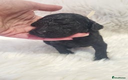 Standard Poodle dogs for sale: Exceptional Health Tested Puppies Due - Advert 37