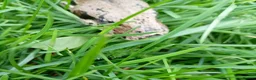 Boa Snake reptiles for sale: Common 100% Het Leopard proven breeder - Advert 2