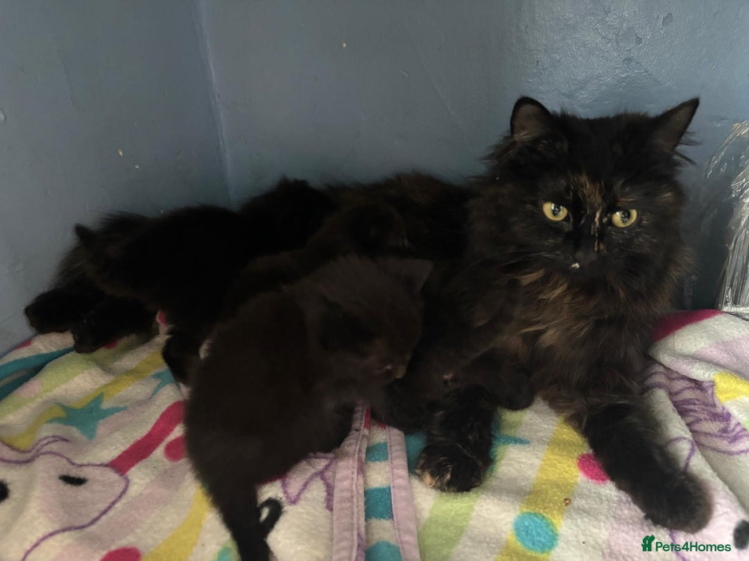 Mixed Breed cats for sale: 2 black Cats for sale  - Image 5