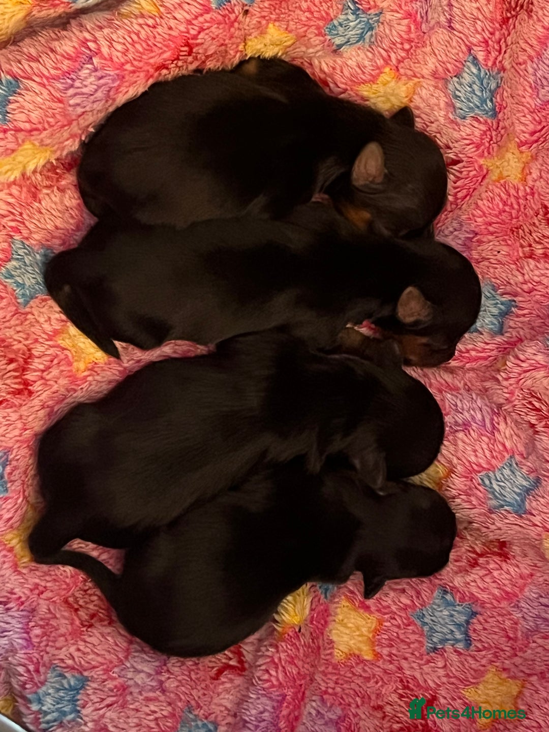 Yorkshire Terrier dogs for sale: Beautiful miniature Yorkie Biewer terriers - Image 6